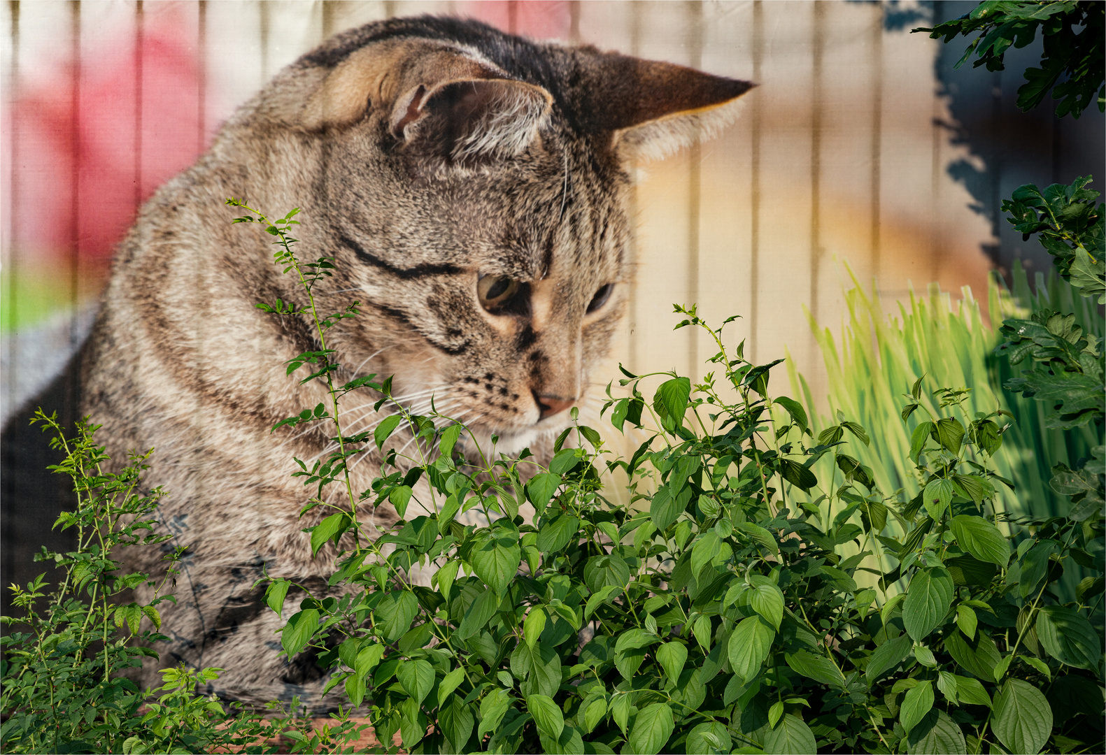 Riesenkatze