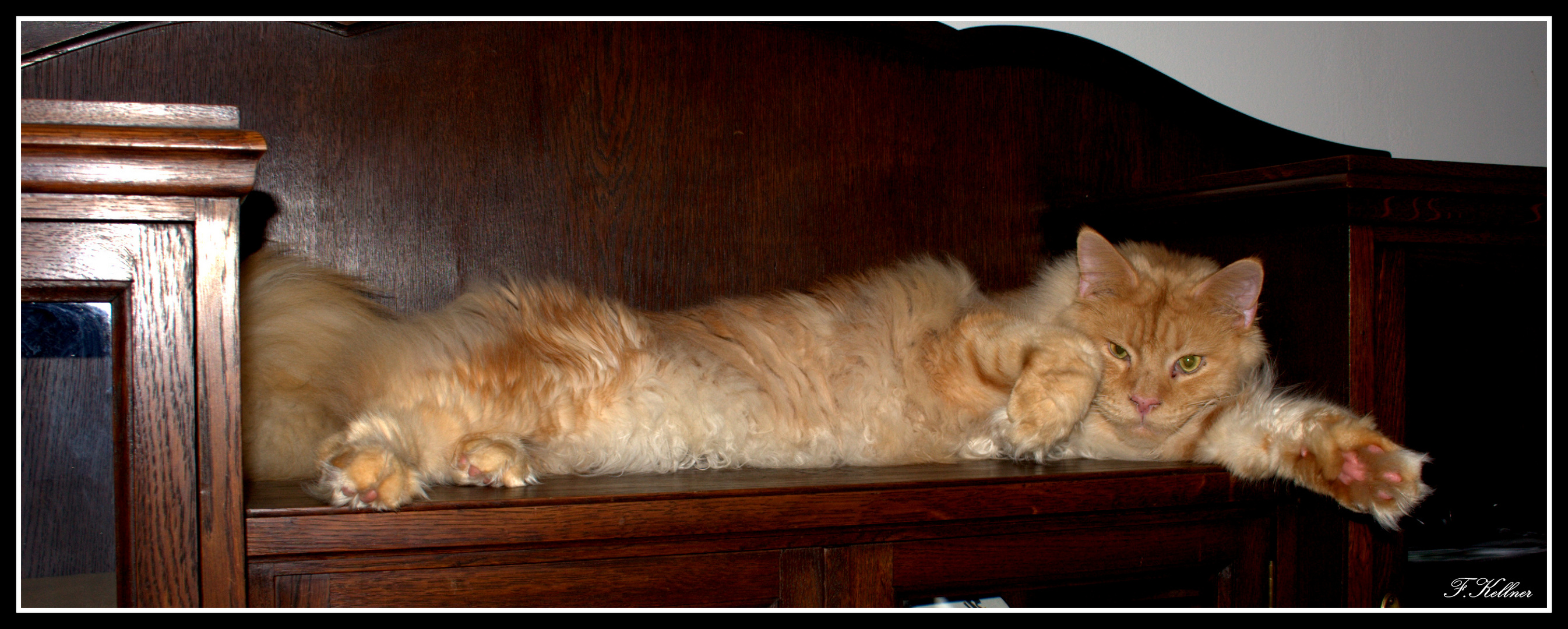 Riesenkatze, kleiner Schrank