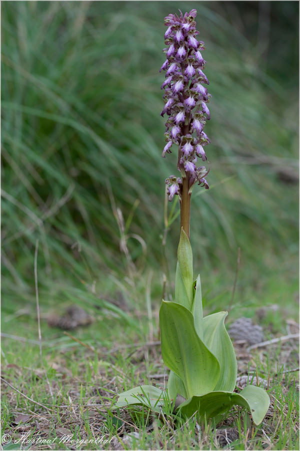 Riesenknabenkraut