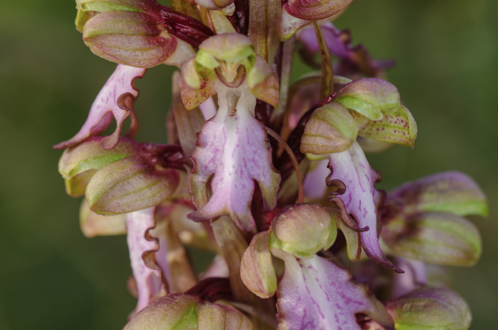 Riesenknabenkraut (Barlia robertiana)