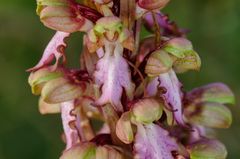 Riesenknabenkraut (Barlia robertiana)