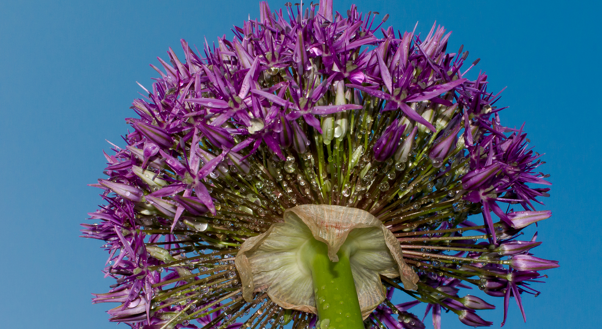 Riesenknoblauch IV