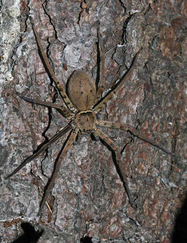 Riesenkrabbenspinne - Heteropoda venatoria