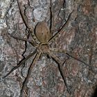 Riesenkrabbenspinne - Heteropoda venatoria