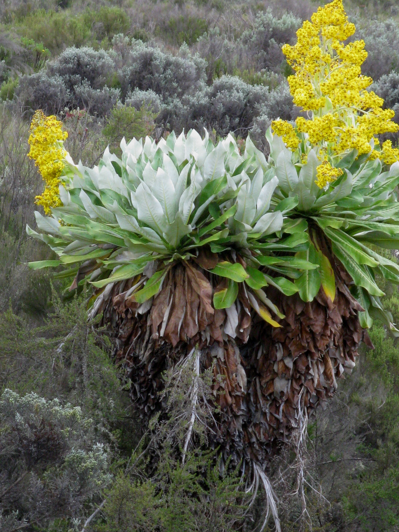 Riesenkreuzkraut oder Senecio kilimanjari