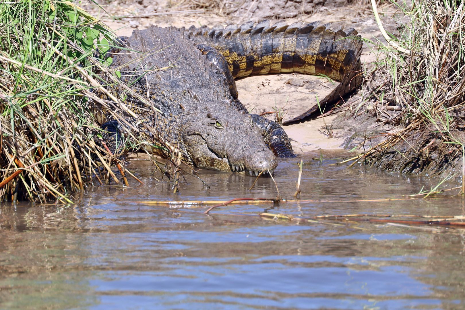 Riesenkrokodil am Ufer des Sambezi Rivers