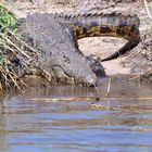 Riesenkrokodil am Ufer des Sambezi Rivers