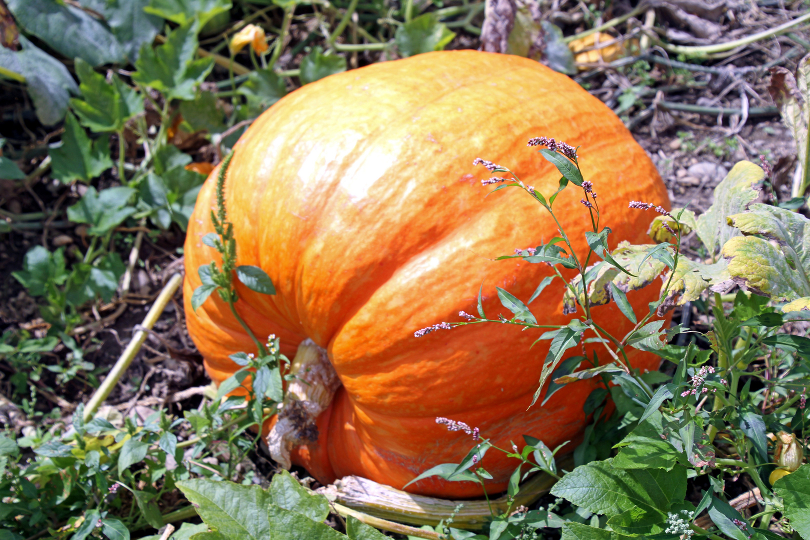 Riesenkürbis auf dem Kürbisfeld der Insel Reichenau