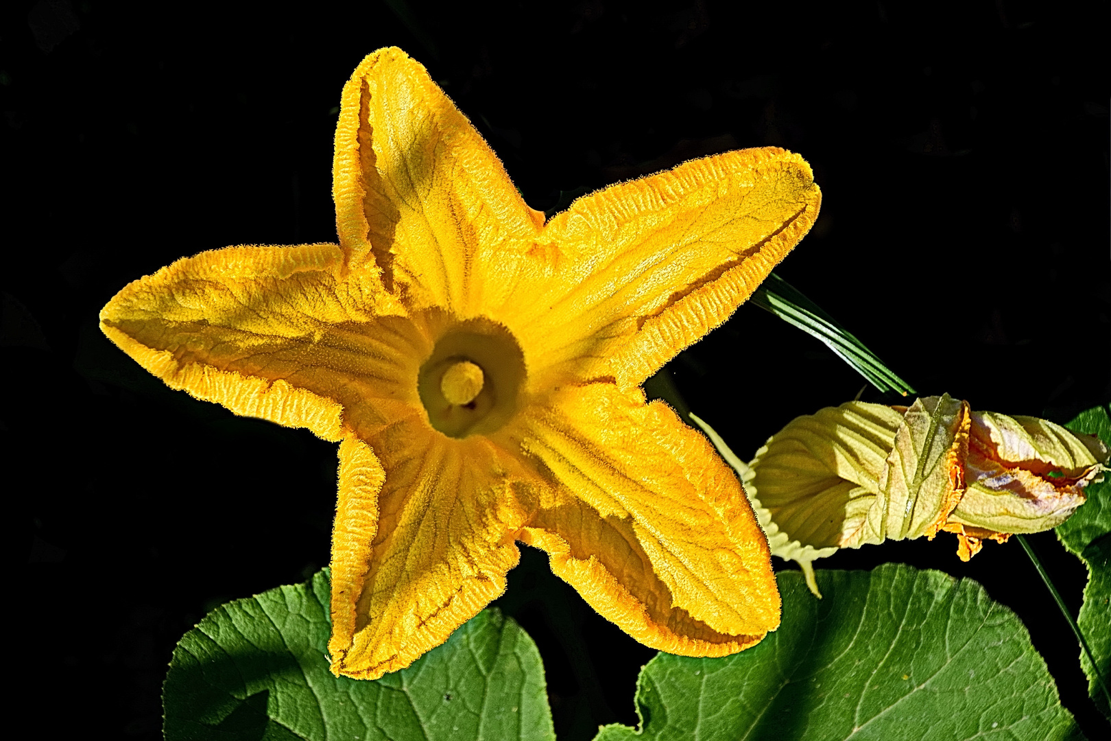 Riesenkürbis (Cucurbita maxima)