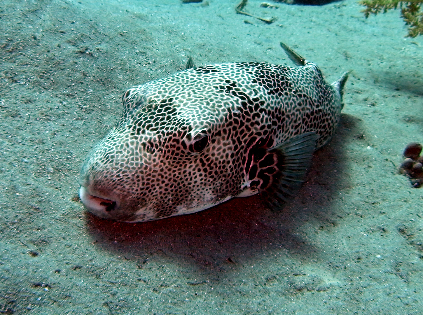 Riesenkugelfisch (Arothron stellatus)