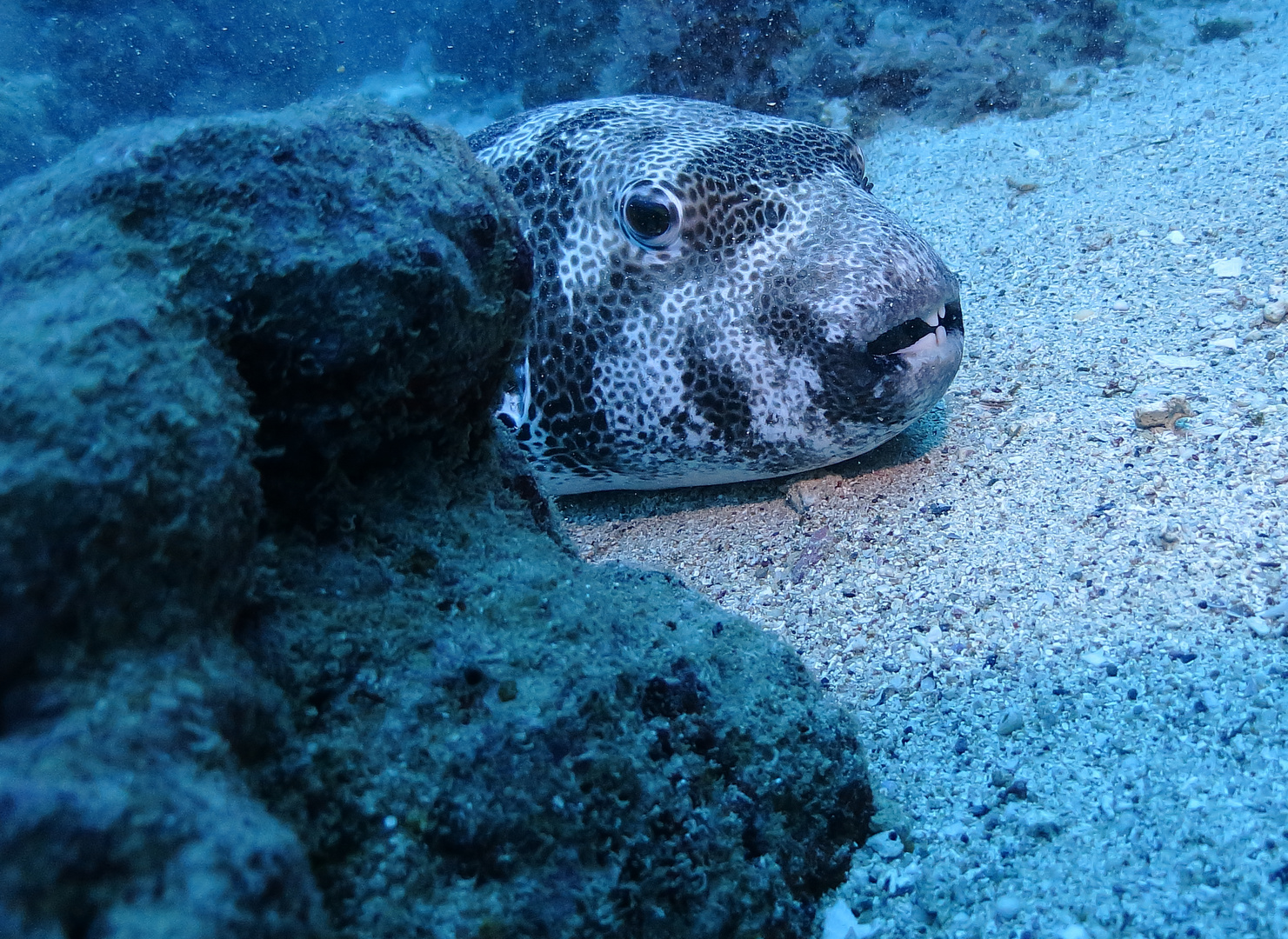 Riesenkugelfisch