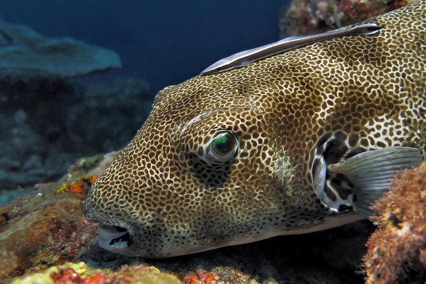 Riesenkugelfisch-Portrait