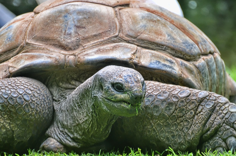 Riesenlandschildkröte