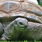 Riesenlandschildkröte