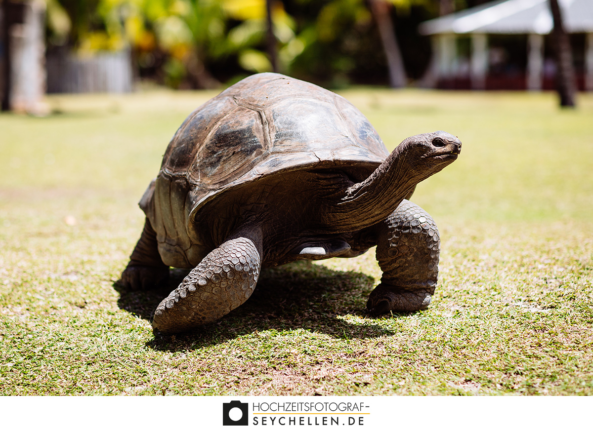 Riesenlandschildkröte auf Curieuse