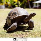 Riesenlandschildkröte auf Curieuse