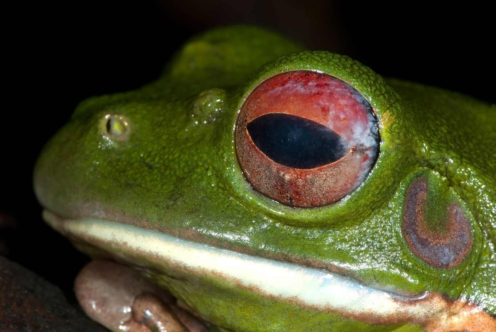 Riesenlaubfrosch