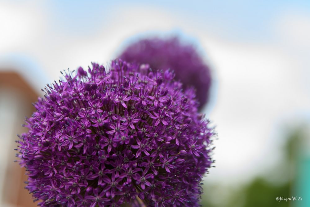 Riesenlauch