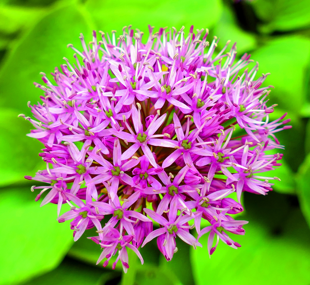 Riesenlauch - Allium giganteum