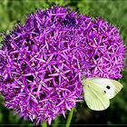 Riesenlauch (Allium giganteum) mit Kohlweißling- Mittwochsblümchen