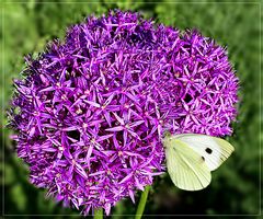 Riesenlauch (Allium giganteum) mit Kohlweißling- Mittwochsblümchen