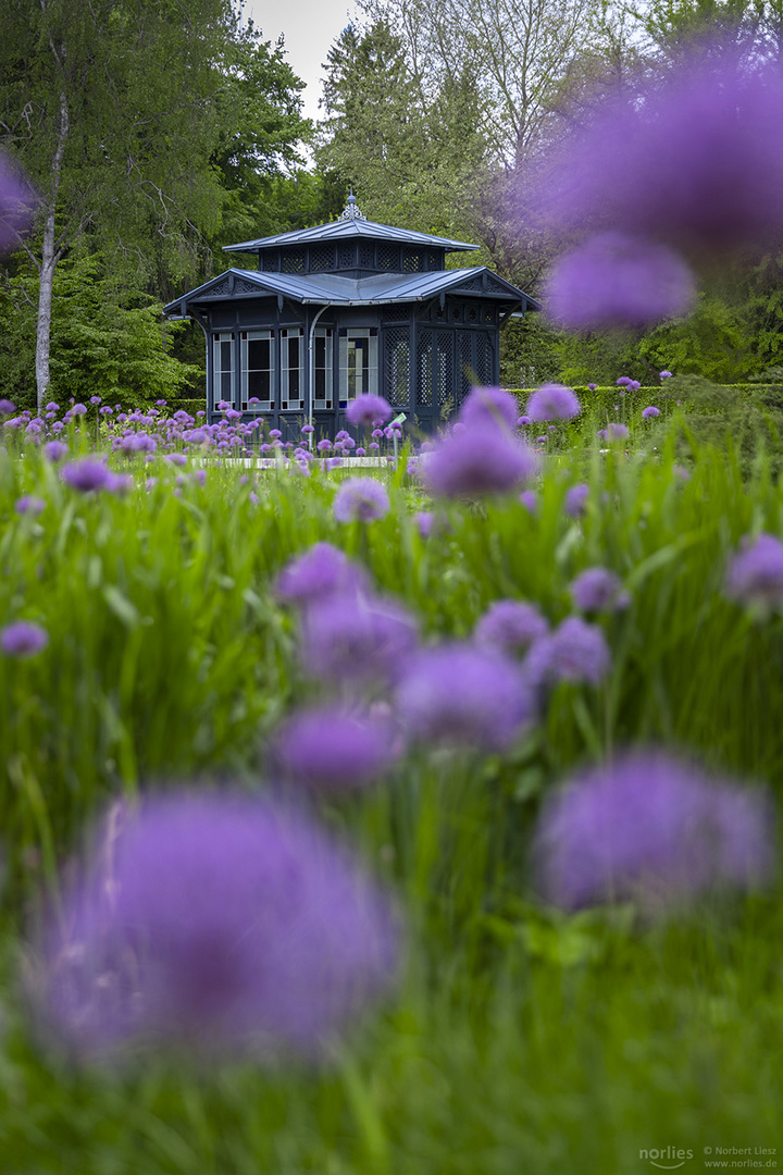 Riesenlauch am Historischen Pavillon