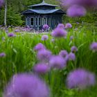 Riesenlauch am Historischen Pavillon