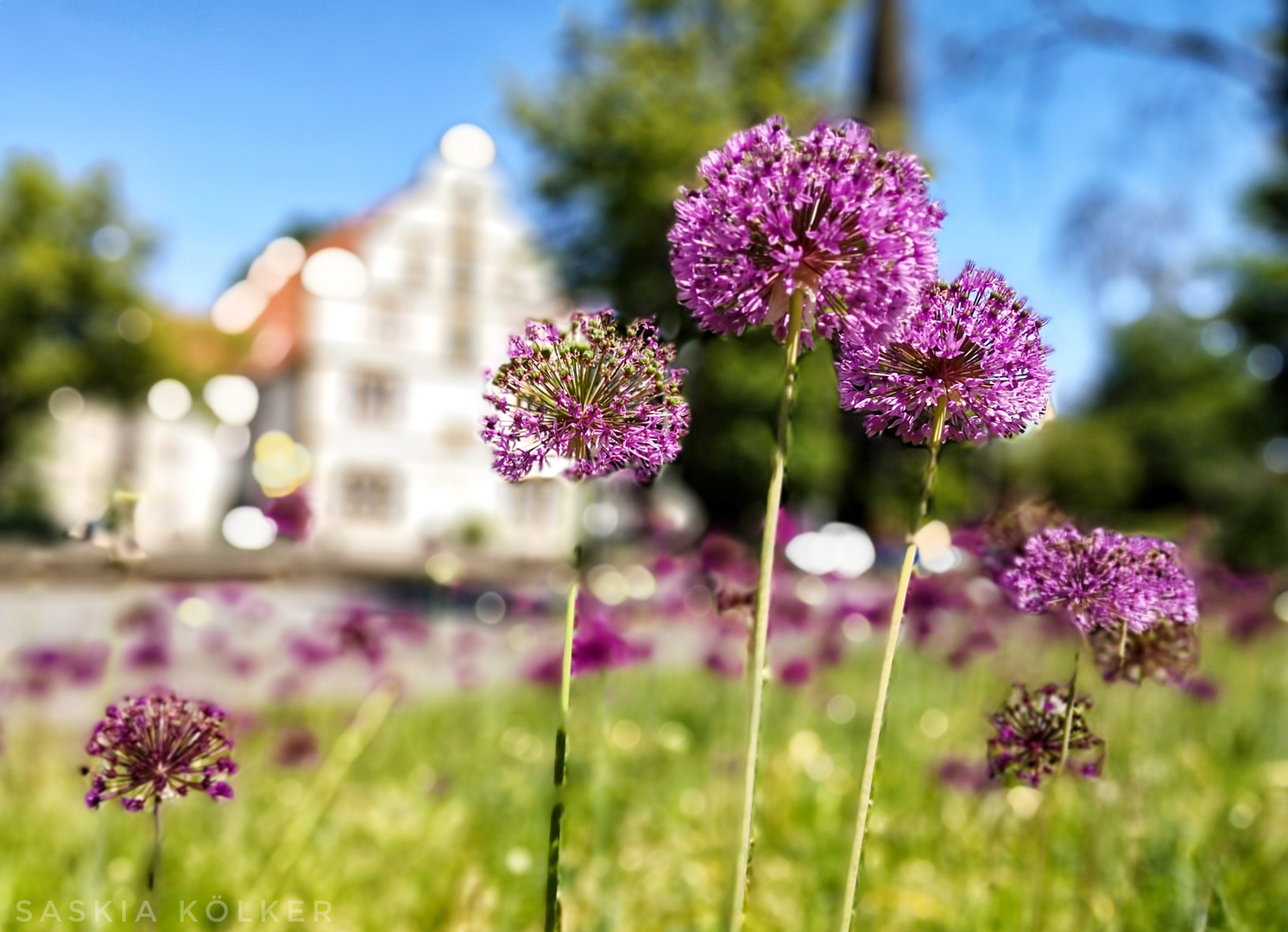 Riesenlauch im Sonnenlicht