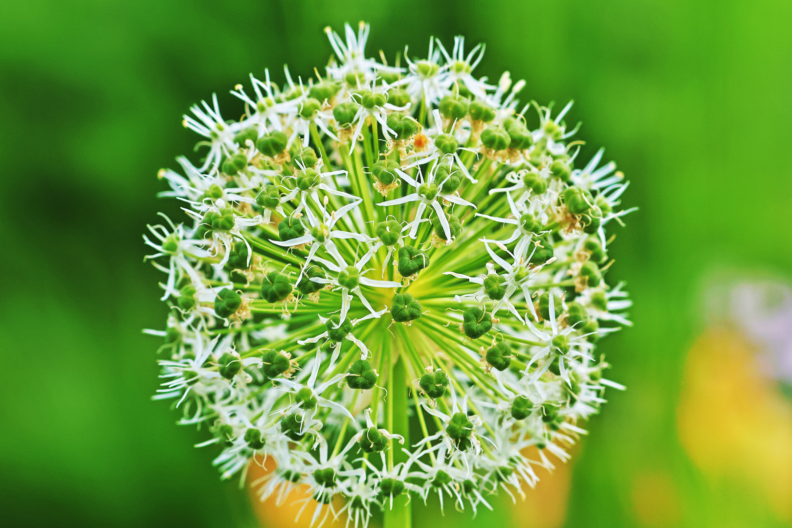 Riesenlauch, weiß (Allium giganteum)