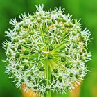 Riesenlauch, weiß (Allium giganteum)