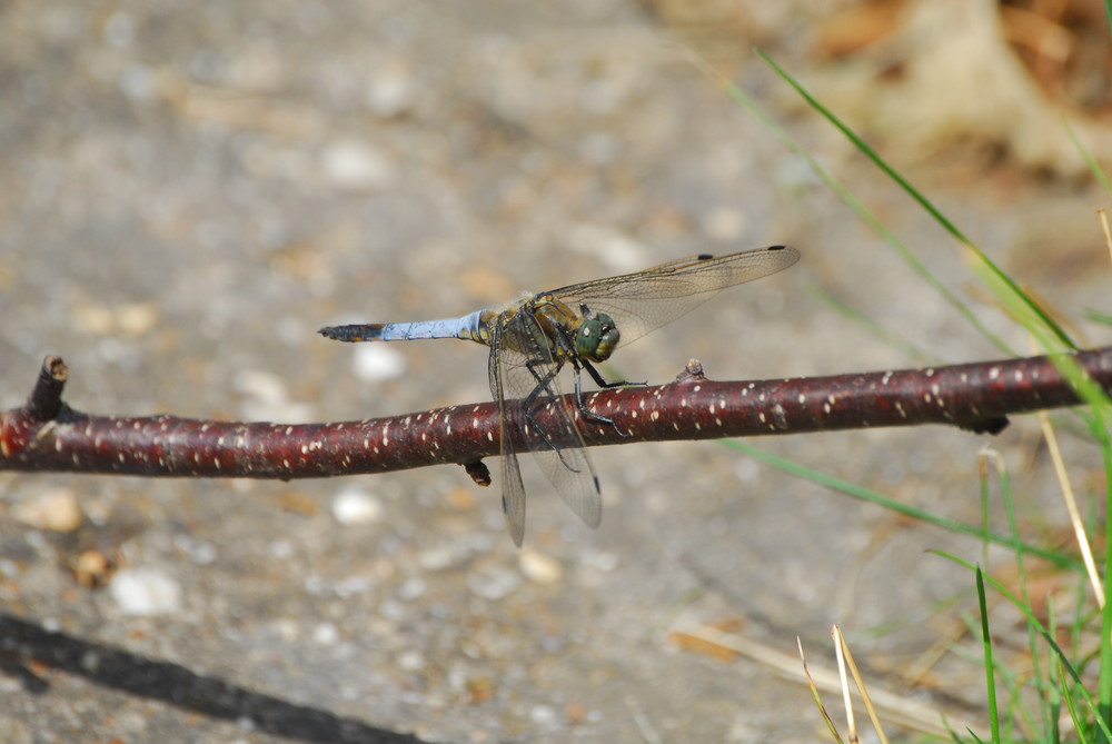 Riesenlibelle