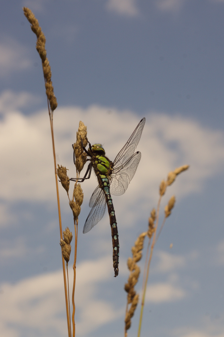 Riesenlibelle