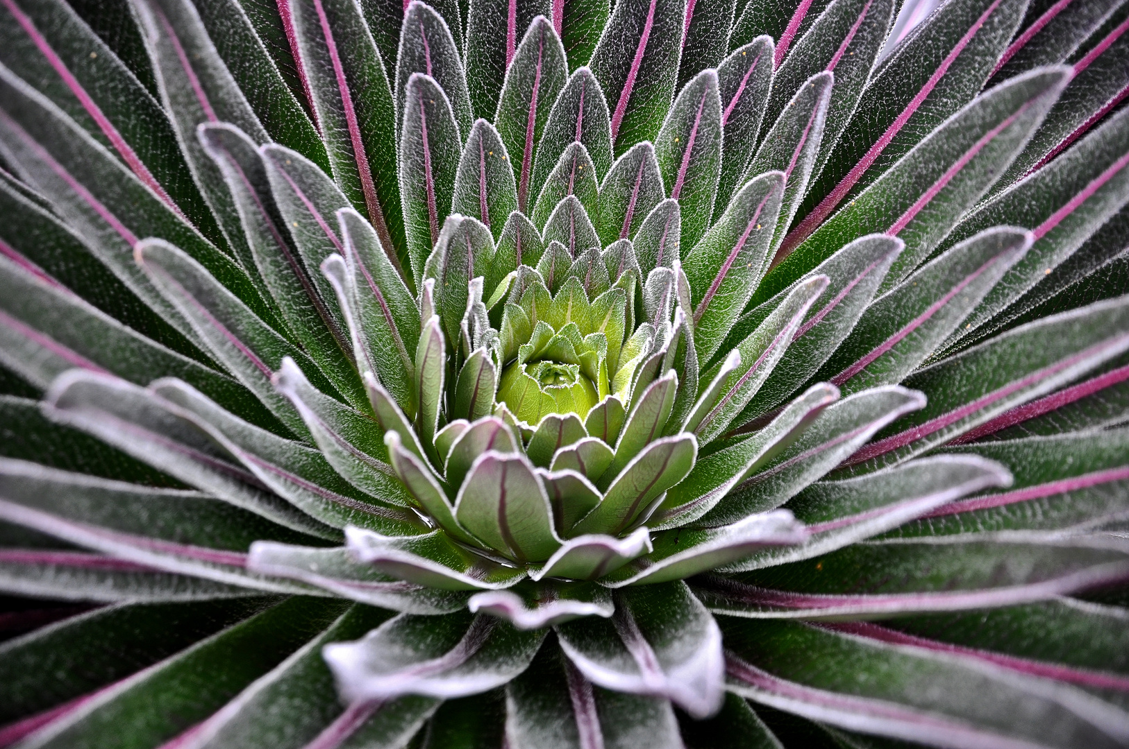 Riesenlobelie Rwenzori Mountains / Uganda 