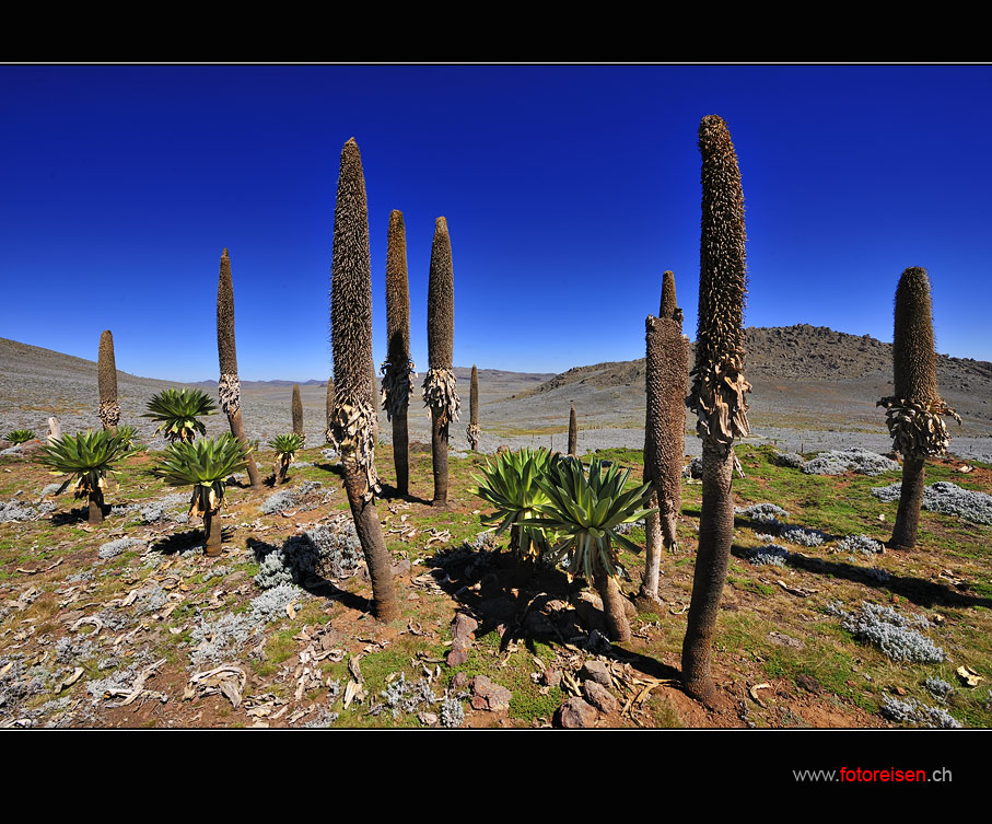 Riesenlobelien im Bale NP