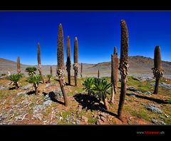 Riesenlobelien im Bale NP