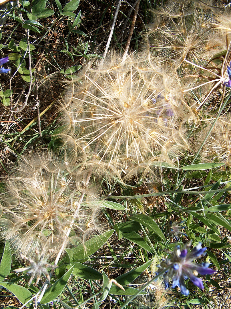 Riesenlöwenzahn