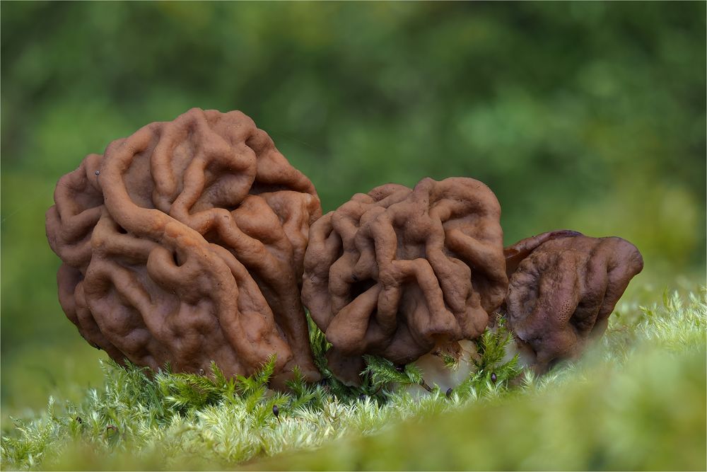 Riesenlorchel (GYROMITRA GIGAS)