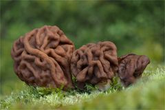 Riesenlorchel (GYROMITRA GIGAS)