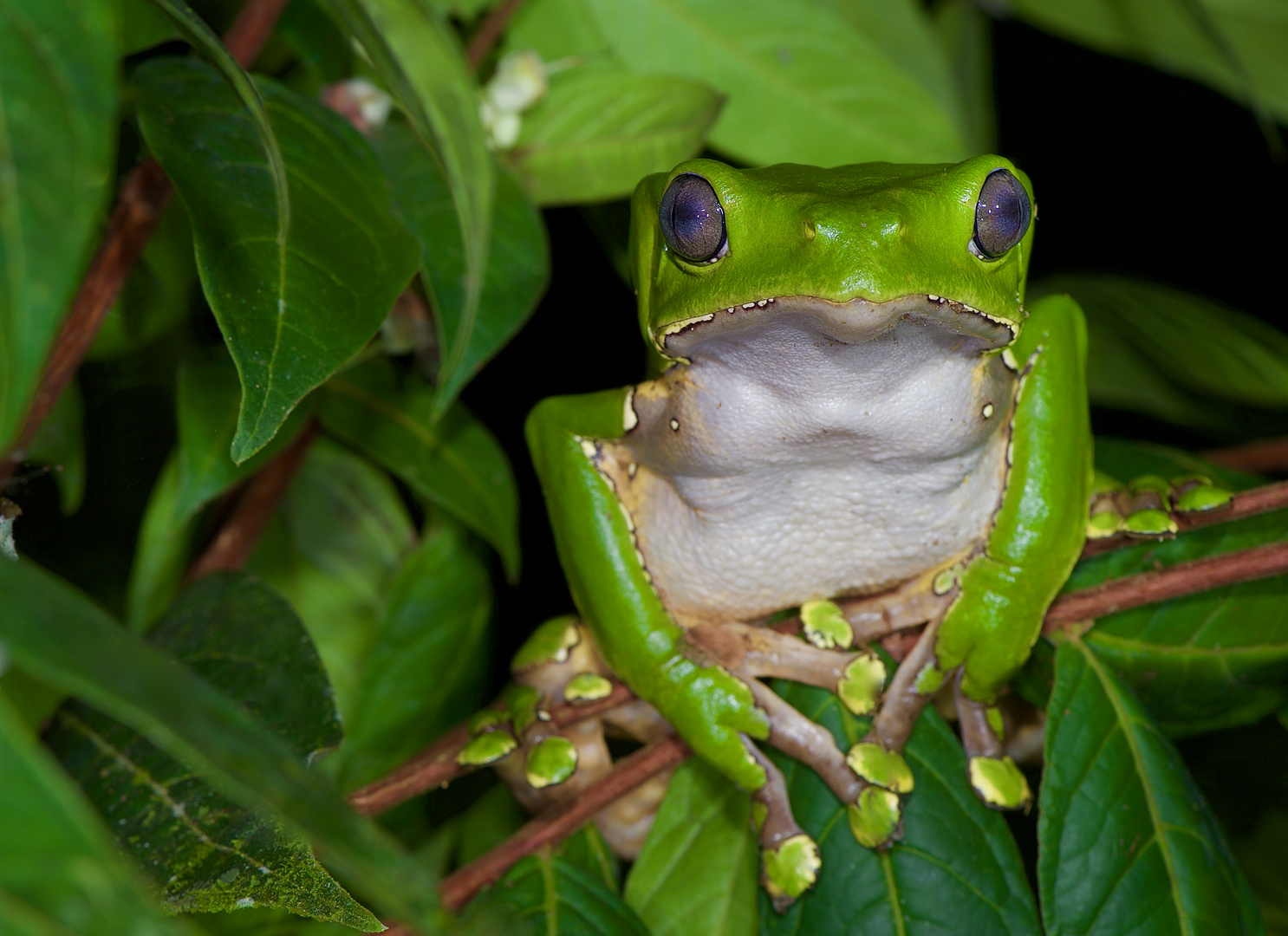 Riesenmakifrosch aus dem Tieflandregenwald von Kolumbien