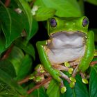 Riesenmakifrosch aus dem Tieflandregenwald von Kolumbien