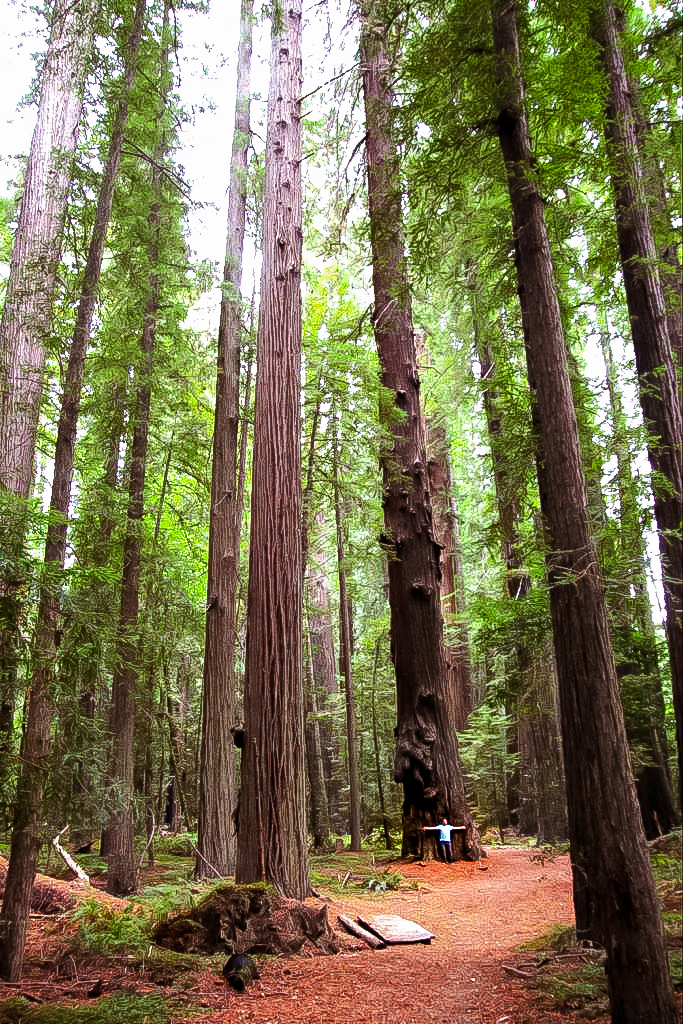 Riesenmammutbäume im Humboldt Redwoods State Park    