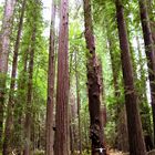 Riesenmammutbäume im Humboldt Redwoods State Park    