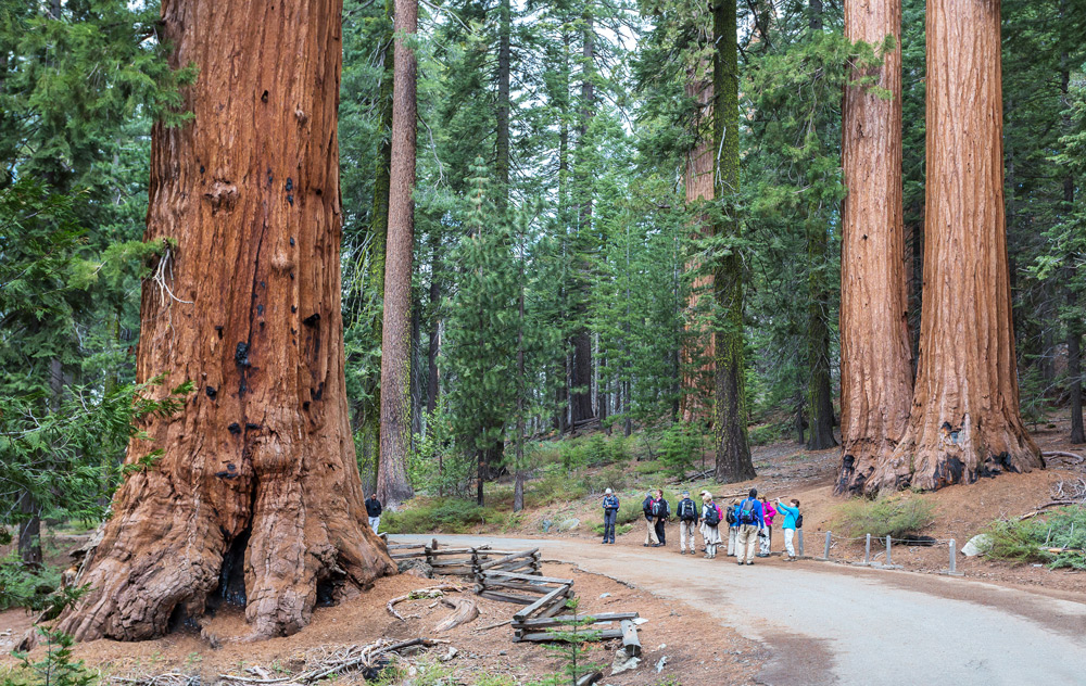 Riesenmammutbäume in der Mariposa grove (Sequoia gigantea) IV