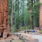 Riesenmammutbäume in der Mariposa grove (Sequoia gigantea) IV