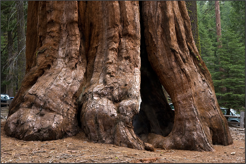 Riesenmammutbaum (Sequoiadendron giganteum):