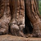 Riesenmammutbaum (Sequoiadendron giganteum):