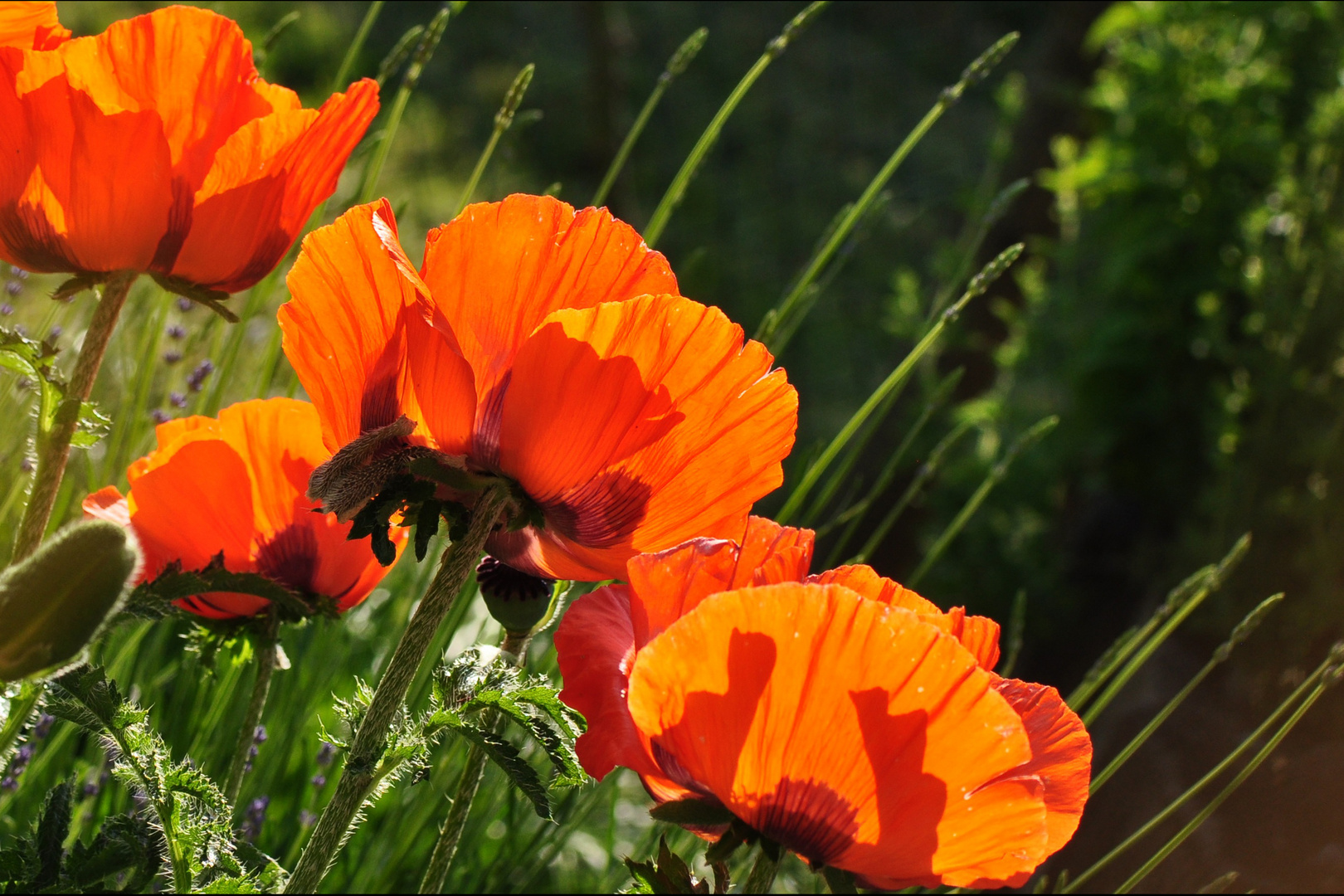 Riesenmohn