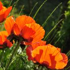 Riesenmohn