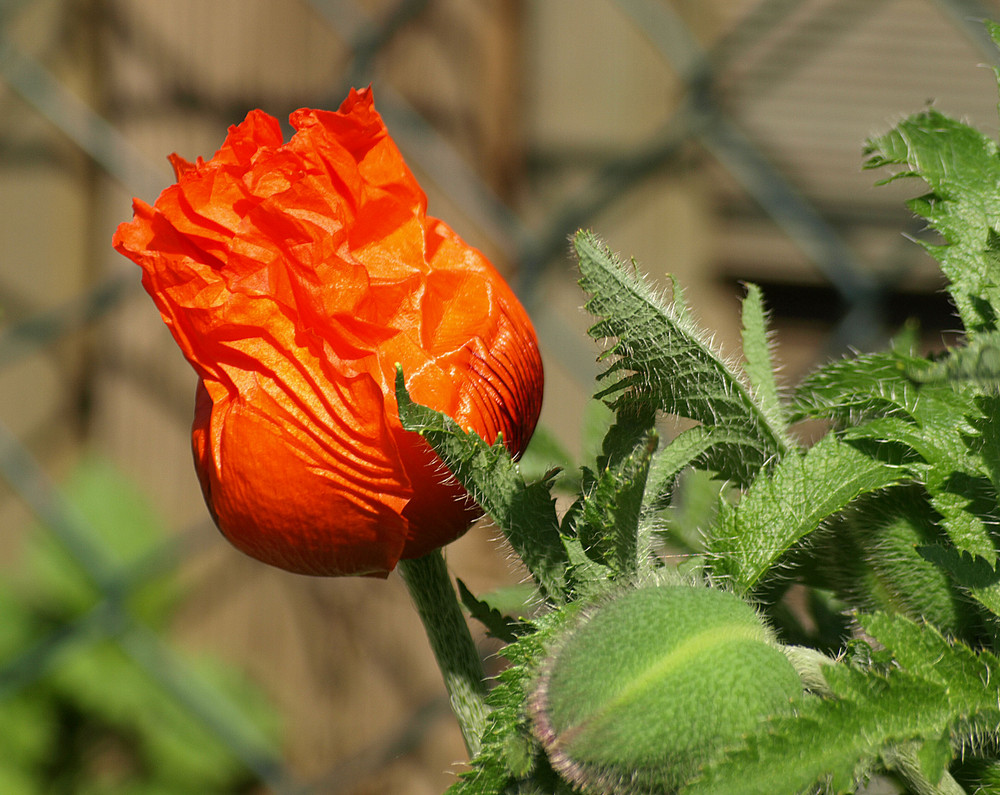 Riesenmohn....