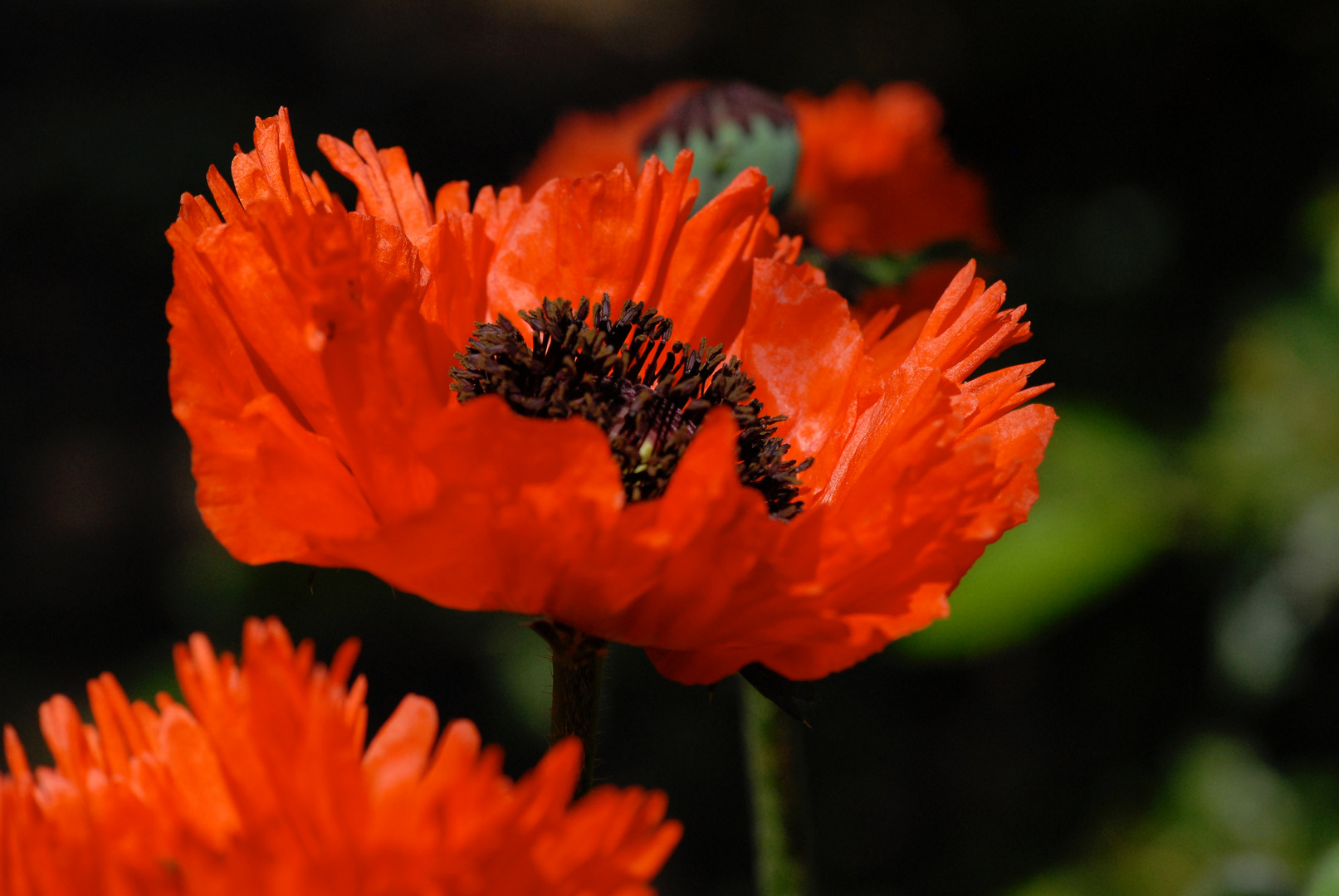 Riesenmohn